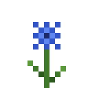 Kornblume