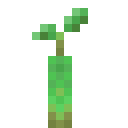 Mangroven-Keimling
