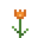 Orange Tulpe