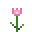 Rosa Tulpe