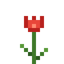 Rote Tulpe