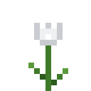 Weiße Tulpe